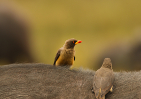 Machaba Safaris Web Experience Birding Safari Ox Peckers