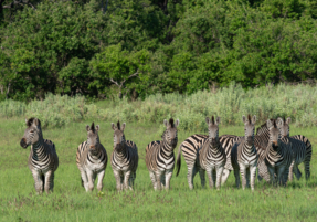 Machaba Safaris Web Wildlife Other Crossing Of Zebras