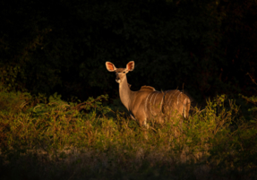 Machaba Safaris Experience Night Safari 09