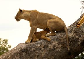 Machaba Safaris Web Experience Gamedrives Lion Cub