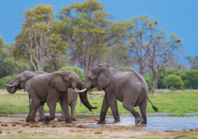 Machaba Safaris Wildlife Baby Elephants Playing