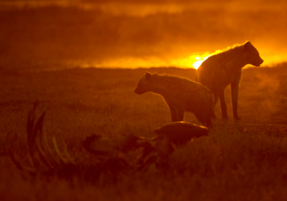 Machaba Safaris Experience Night Safari 18