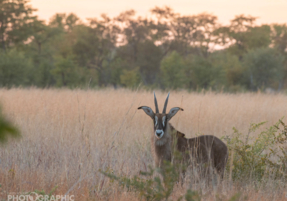 Machaba Safaris Experience Walking Safari 12