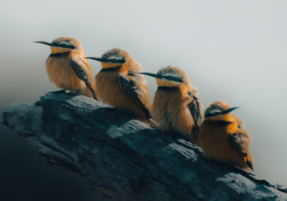 Machaba Safaris Experience Safari Birding 09