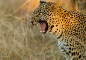Machaba Safaris Wildlife Predator Leopard Roar