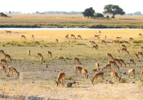 Machaba Safaris Destination Highlights 10