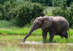 Machaba Safaris Experience Safari Game Drive 01