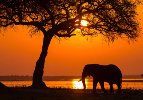 Machaba Safaris Experience Safari Highlights 03