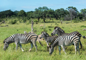 Machaba Safaris Experience Safari Game Drive 05