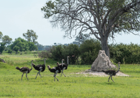 Machaba Safaris Web Wildlife Bird Safari Ostrich