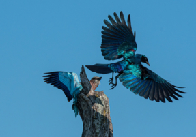 Machaba Safaris Web Wildlife Bird Safari Roller Glossy Starling