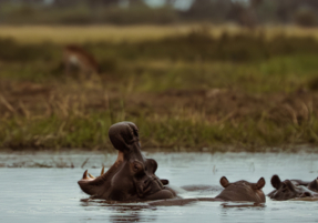 Machaba Safaris Web Wildlife Other Hippo