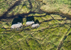 Machaba Destination Botswana Okavango Delta Gallery 12