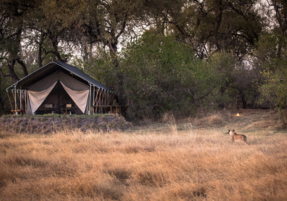 Machaba Safaris Camp Highlights 11