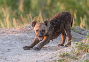 Machaba Safaris Web Wildlife Predators Heyna Pup Stretch