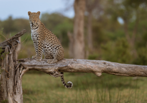 Machaba Safaris Wildlife Predator Leopard Sit Tree